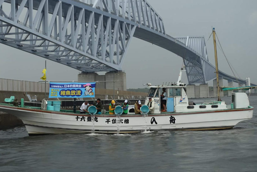カサゴ稚魚放流