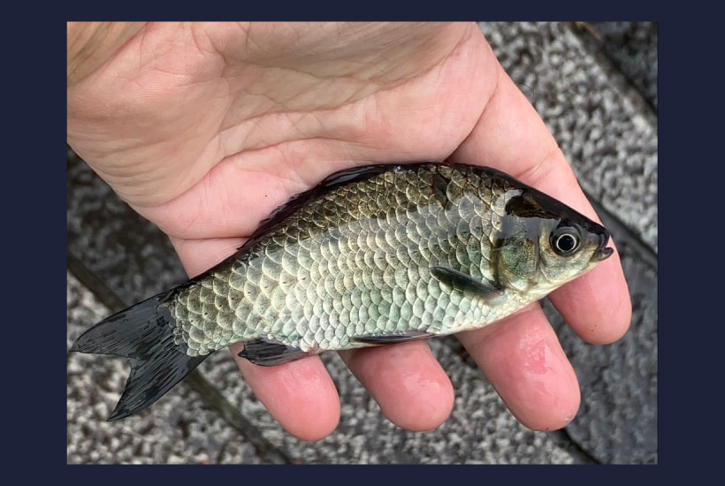 ギンブナ放流